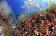 ©OCEANA/Carlos Suarez