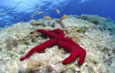 Estrella suave / Purple sea star (Ophidiaster ophidianus) ©OCEANA/Carlos Suarez