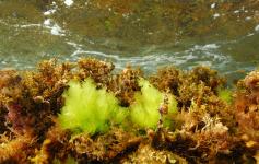 Lechuga de mar / Sea lettuce (Ulva lactuca) ©OCEANA/Juan Carlos Calvin