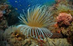 ©OCEANA/Juan Cuetos