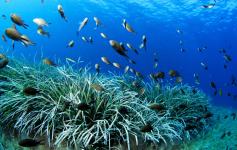 Banco de castañuelas / School of damselfishes (Chromis chromis) ©OCEANA/Juan Cuetos