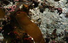 Fondo de rodolitos y laminaria ©IEO