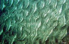 Fondos sedimentarios del eje de los cañones con fuerte presencia de ripples en los sedimentos ©IEO