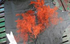 Bella colonia del coral negro (Leiopathes sp.) ©Alberto Serrano/ECOMARG-IEO