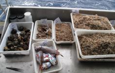 Bandejas de muestras obtenidas en los fondos sedimentarios del Banco de Galicia ©Alberto Serrano/ECOMARG-IEO