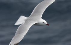 Gaviota de audouin / Audouin´s gull (Larus audouinii) ©Beneharo Rodríguez/SEO BirdLife