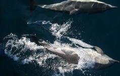 Grupo de delfines (Tursiops truncatus) ©CEMMA