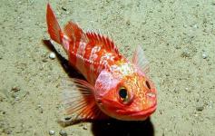 Gallineta / Blackbelly rosefish (Helicolenus dactylopterus) ©ECOMARG-IEO