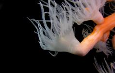 Coral amarillo / Yellow coral (Dendrophilia Ramea) ©J.M.Hernndez/WWF España