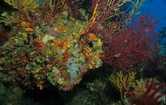 ©Juan Carlos Calvin/WWF España