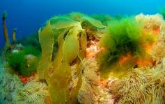 Laminaria bulbosa / Furbelows (Saccorhiza polyschides) y Anémonas comunes / Snakelocks anemone (Anemonia sulcata) ©OCEANA/Juan Cuetos