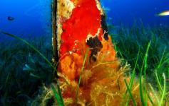 ©OCEANA/Juan Cuetos