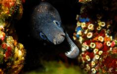 Morena Mediterránea / Mediterranean moray (Muraena helena) ©OCEANA/Juan Cuetos