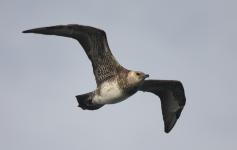 Págalo pomarino / Pomarine skua (Stercorarius pomarinus) ©Beneharo Rodríguez/SEO BirdLife