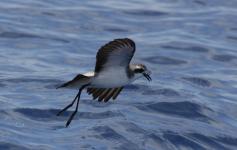 Paiño pechialbo / White-faced storm petrel (Pelagodroma marina) ©SECAC