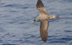 Pardela cenicienta / Cory