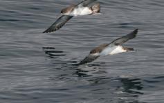 Pardelas mediterráneas / Levantine Shearwaters (Puffinus yelkouan) ©José Manuel Arcos/SEO BirdLife