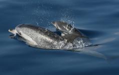 Delfines moteados / Spotted Dolphins (Stenella attenuata) ©SECAC