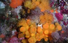 Coral estrellado / Star coral (Astroides calycularis) ©Reservas Marinas/SGM