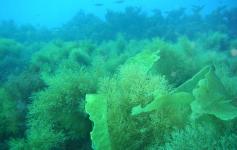 Cystoseira baccata y Laminaria ochroleuca / Cystoseira baccata and Laminaria ochroleuca ©Reservas Marinas/SGM