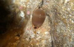 Porcelana / Luria lurida pulchroides (Luria Lurida) ©Reservas Marinas/SGM