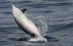 Cría de delfín mular jugando / Bottelnose dolphin´s baby playing (Tursiops truncatus) ©SECAC