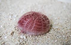 Erizo (Spatangus purpureos) ©IEO
