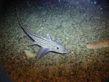 Banco del Dans ©WWF España