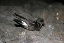 Paiño Europeo / Storm Petrel (Hydrobates pelagicus) ©José Manuel Arcos / SEO BirdLife